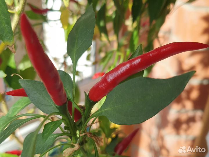 Острый перец чили