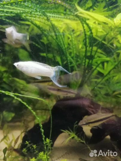 Велифера снежинка Меченосцы Кои кохаку