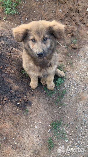 Бонд в добрые руки