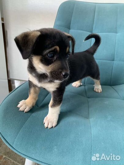 Щенок маленькой собаки