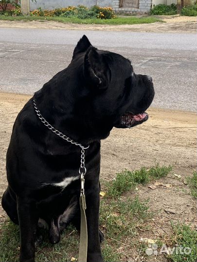 Кане Корсо вязка