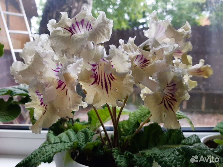 Стрептокарпусы цветущие