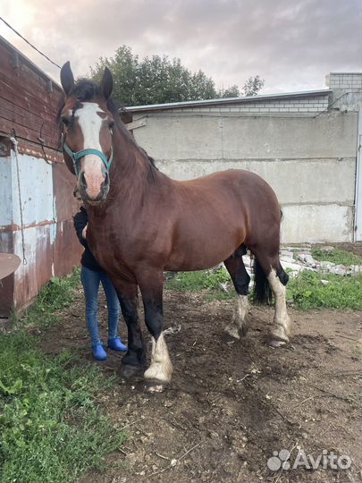 Владимирский тяжеловоз