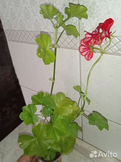 Пеларгония герань плющелистная