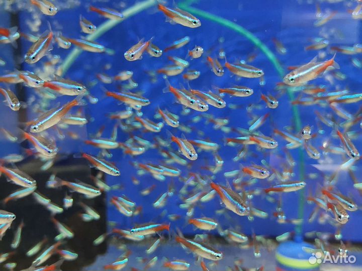 Аквариумные рыбки