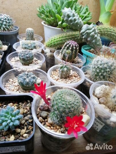 Кактусы и суккуленты в павильончике