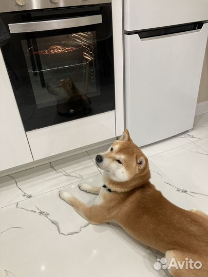 Вязка сиба ину