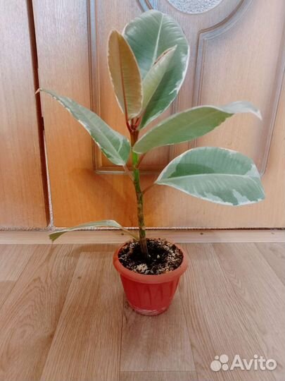 Фикус эластика тинеке