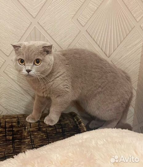 Британская