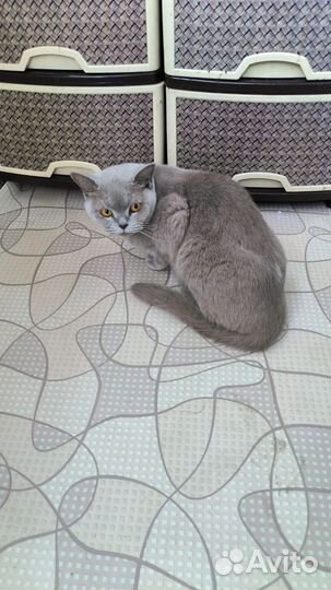 Кошечка Британка ищет дом