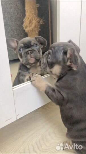 Самая красивая девочка