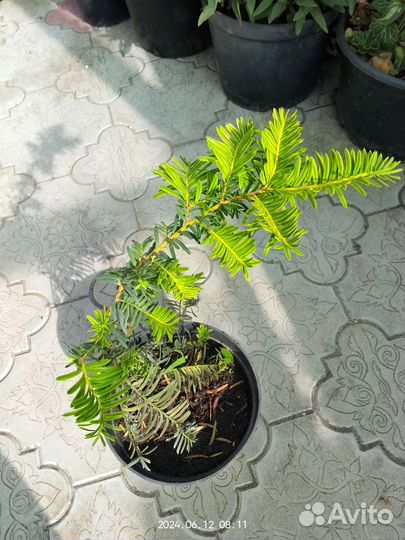 Тис ягодный