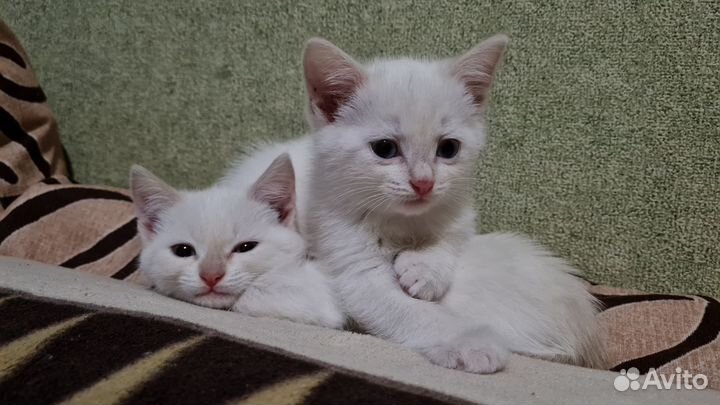 Котятки