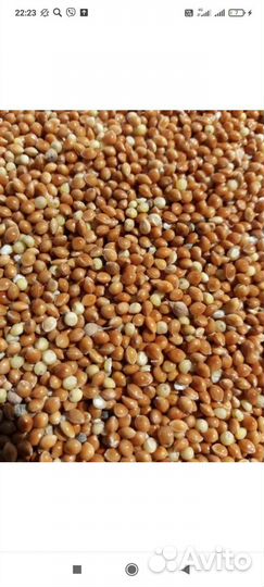 Просо красное