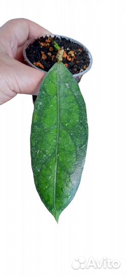 Хойя clemensiorum green splash from Indonesia