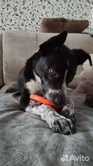 Питбуль Сицилия