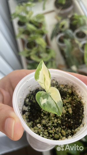 Эпипремнум биг вау