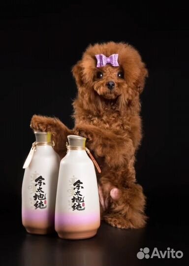 Тикап тедди пудель китай