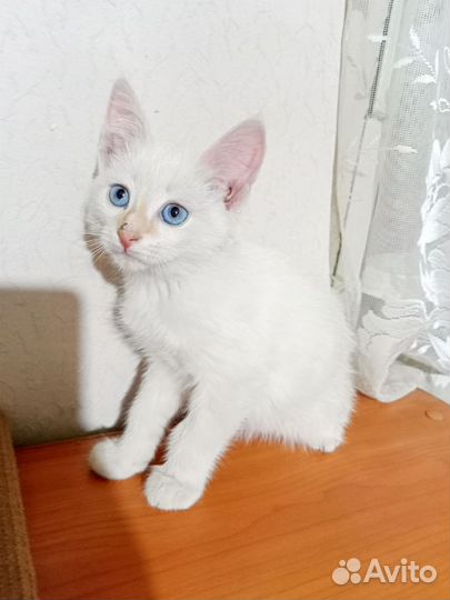 Котенок мальчик