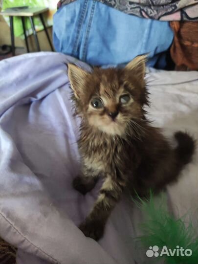 Отдам бесплатно животные