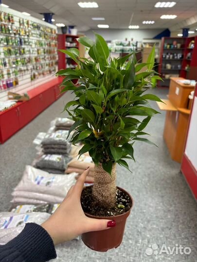 Фикус бенджамина Наташа