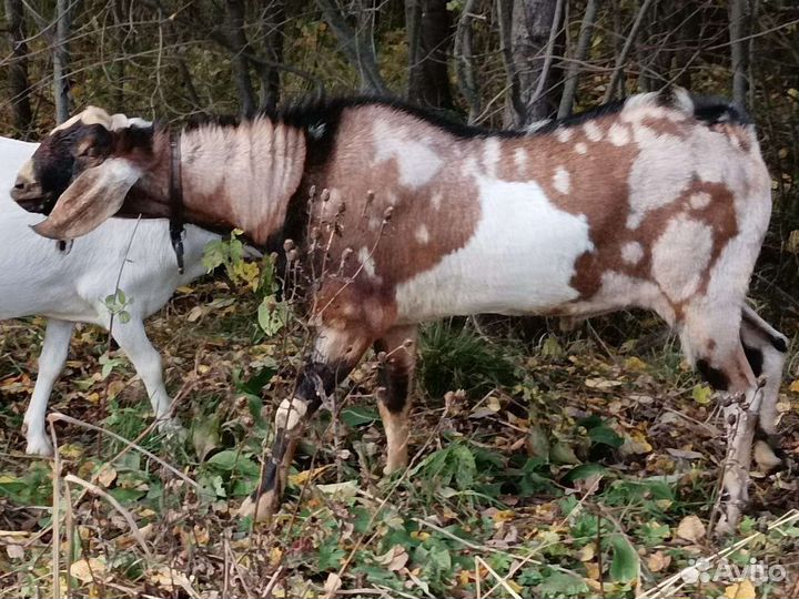 Козёл англо-нубийский adga