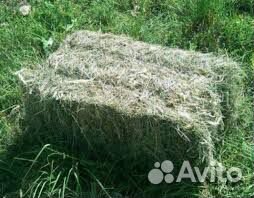 Сено в Кипах