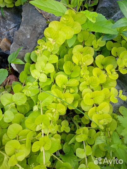 Почвопокровники