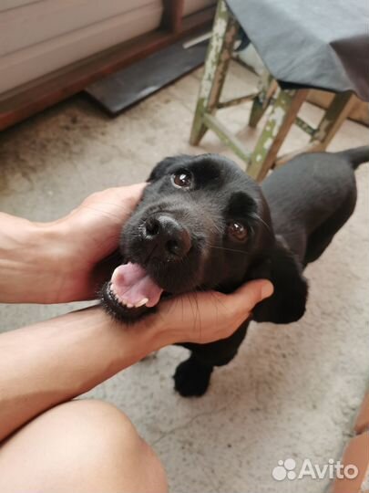 Найдена собака