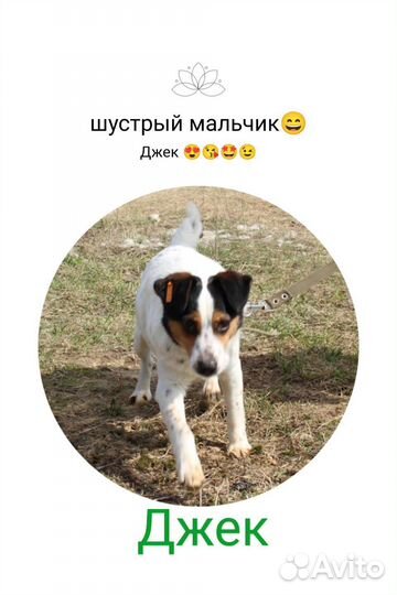 Отдам в добрые руки