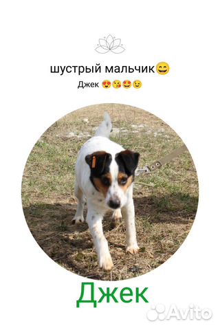 Отдам в добрые руки