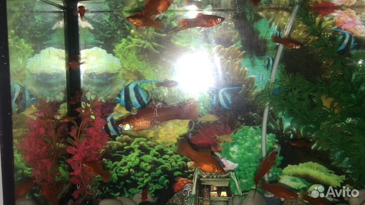 Продам аквариумных рыбок