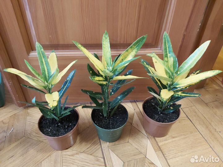 Кротоны и пальмы