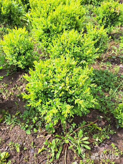 Буксусы вечнозелёные