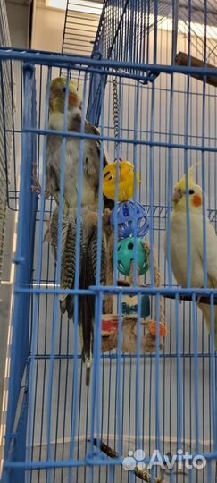 Корелла молодые