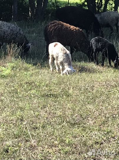 Овцы бараны