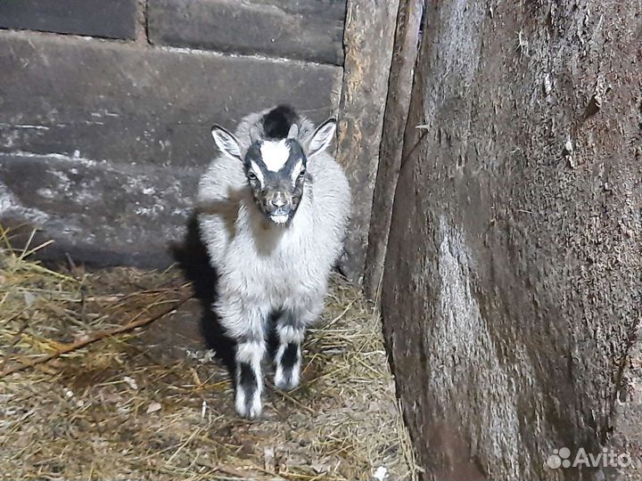 Козы дойные, Чешский козлик от высокоудойной козы