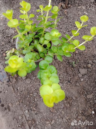 Ампельные растения