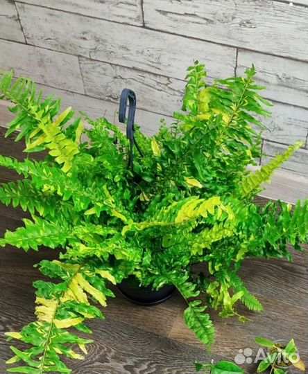 Нефролепис тайгер