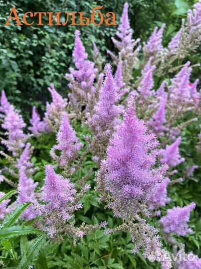 Многолетние растения для сада - одна цена