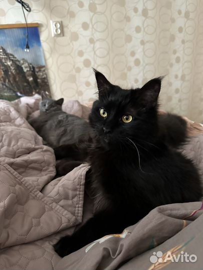 Кот в добрые руки