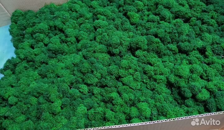 Стабилизированный мох ягель для декора стен