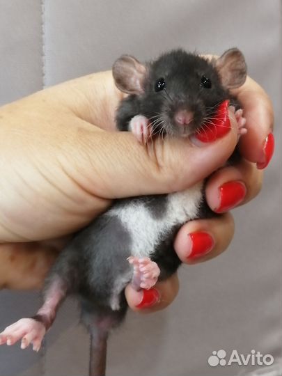 Крыска Дамбо рекс мальчик