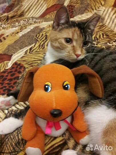 Красивая,воспитанная кошечка