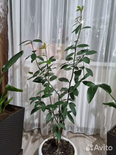 Лавровое дерево