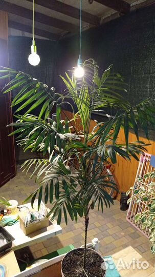 Фикус, пальма