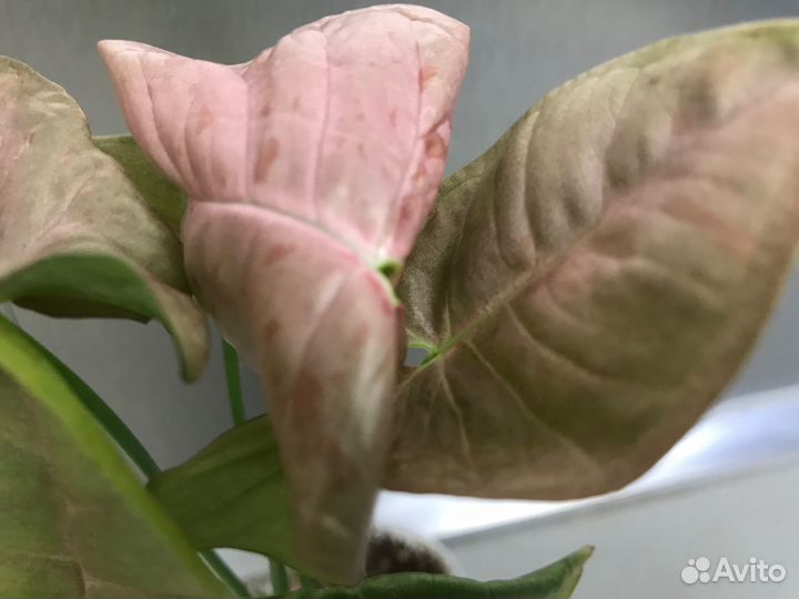 Сингониум, Пинк Спот, Австралия