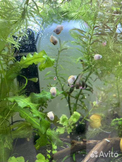 Улитка ампулярия