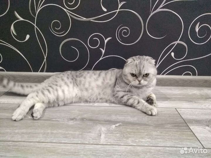 Шотландский кот вязка