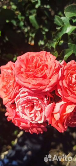 Хризантема шаровидная